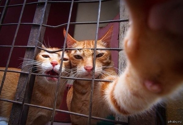 Selfies from the cat ghetto. - Street cats, Ghetto, Selfie, cat