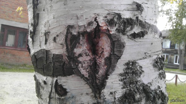 I recently met such a birch - If you know what I mean, Birch, Tree, The photo, My, NSFW