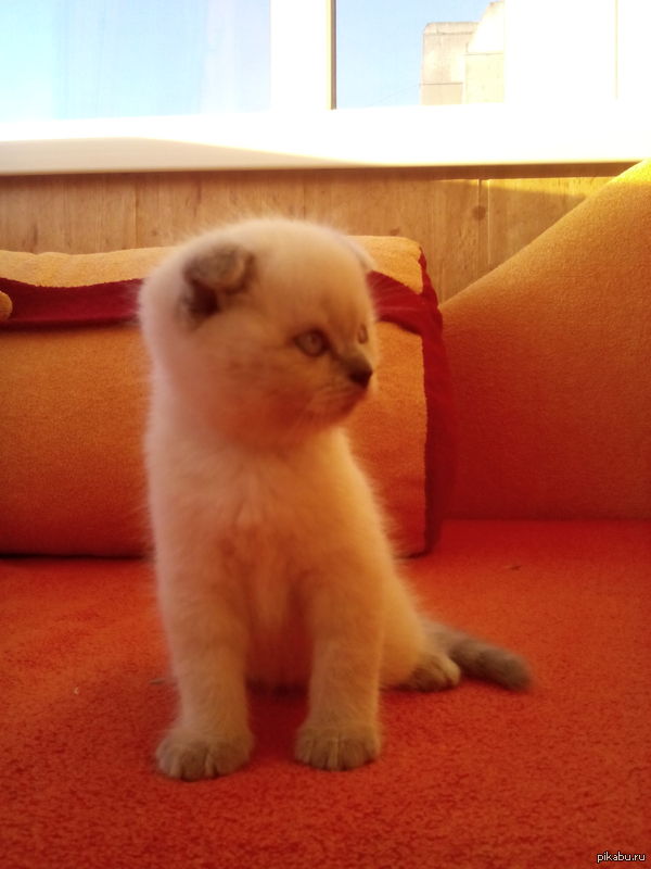 Мой задумчивый котейка