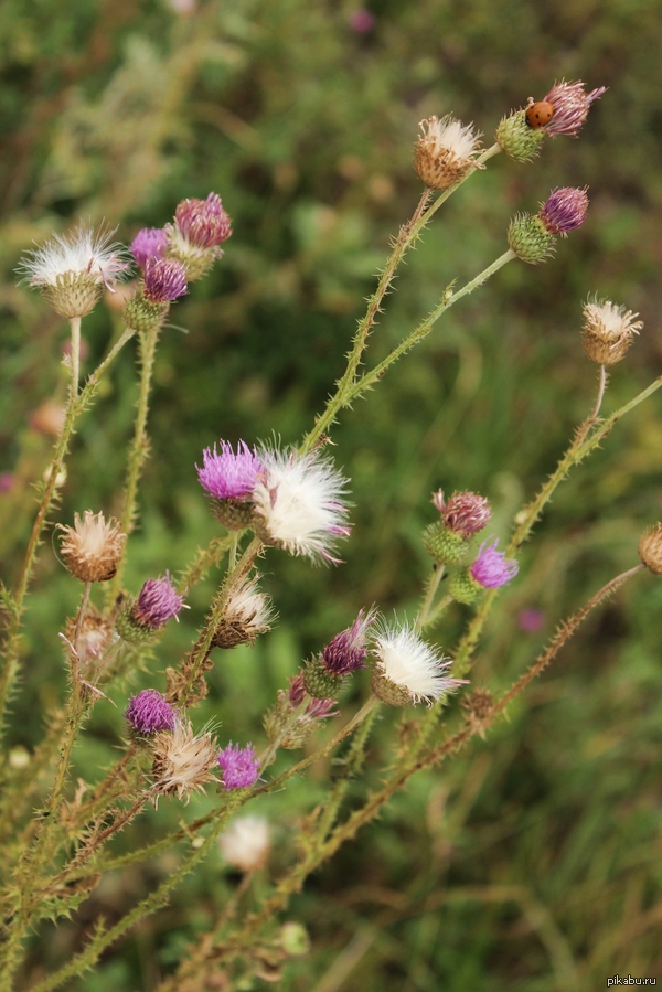 ������� �������