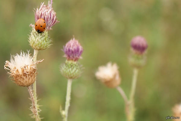 �������  �������