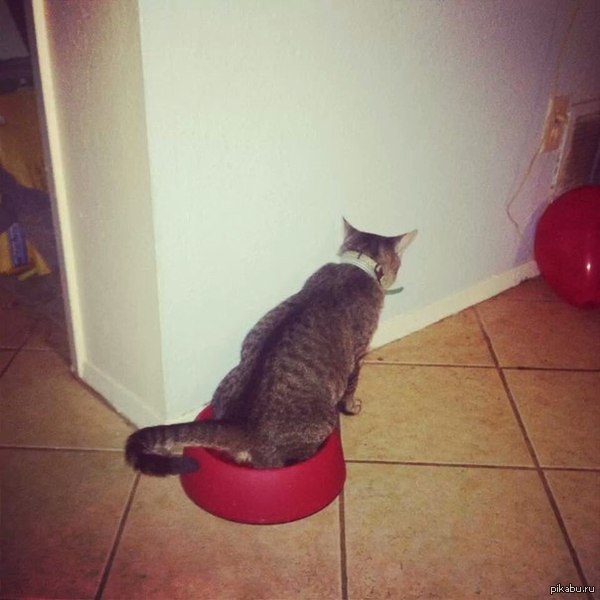 ����� ���� ����� ����