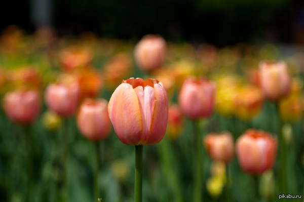 I just love photographing flowers :) - My, Flowers, Tulips, Tenderness, Nature, Pink, Without processing, The park, The photo