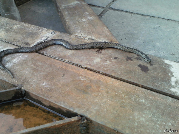 В Ноябрьске нашли змею.