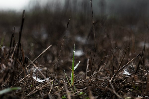 From the last strength - My, Autumn, Grass, Sadness, The photo, Nature