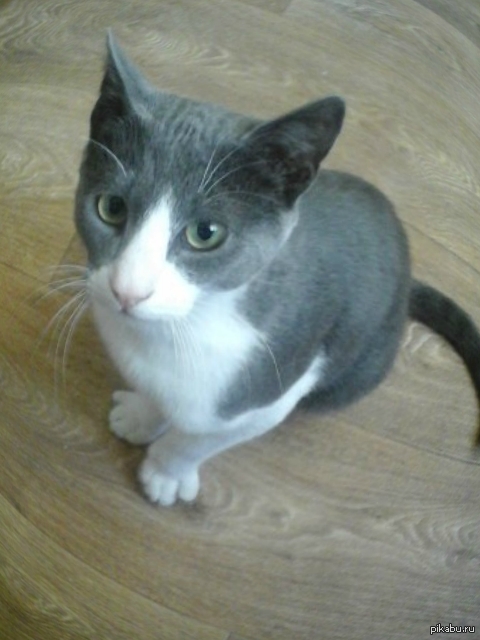 ��� �����������