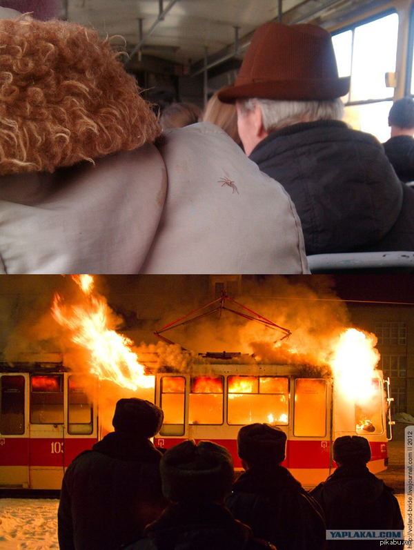 Арахнофобия