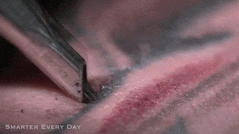 Slow Motion Tattoo 