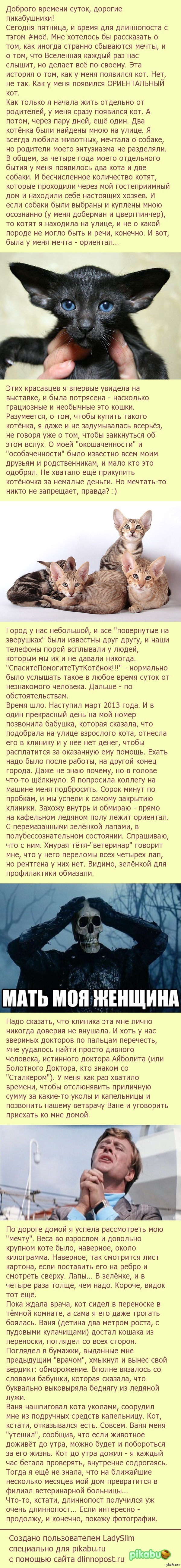 История о том, как в моём доме поселилась мечта. Часть 1 | Пикабу