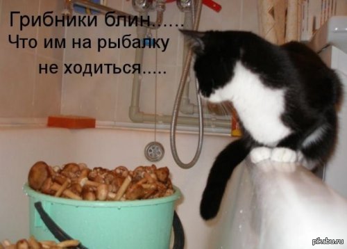 Wrong fish went today! - cat, Mushrooms, Fishing, Doubts