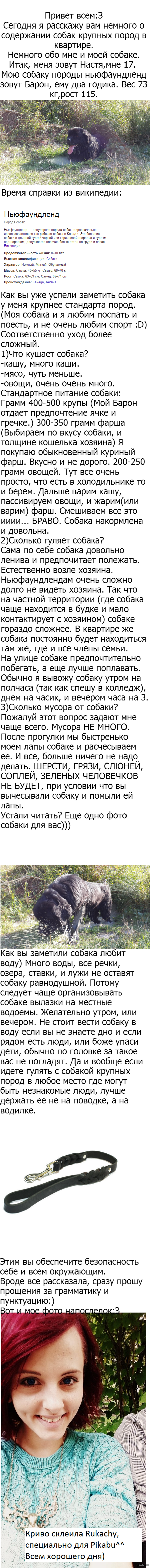 Содержание собак крупных пород в квартире. | Пикабу