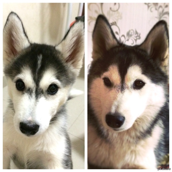 фото сделаны с разницей в год