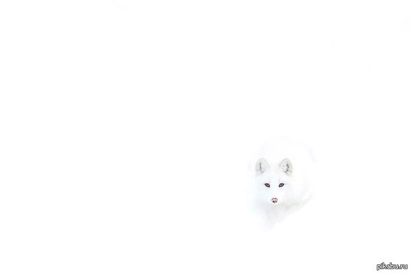 Песец