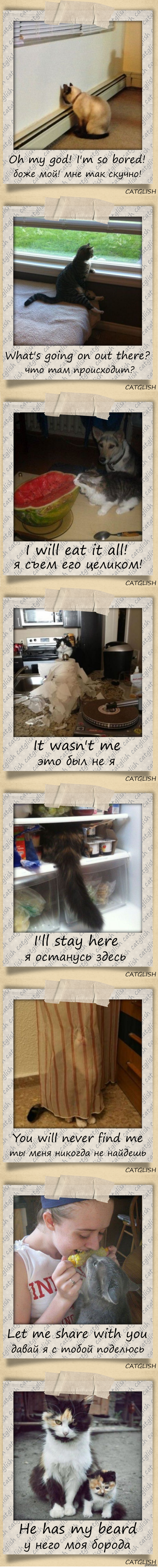 Catglish -   