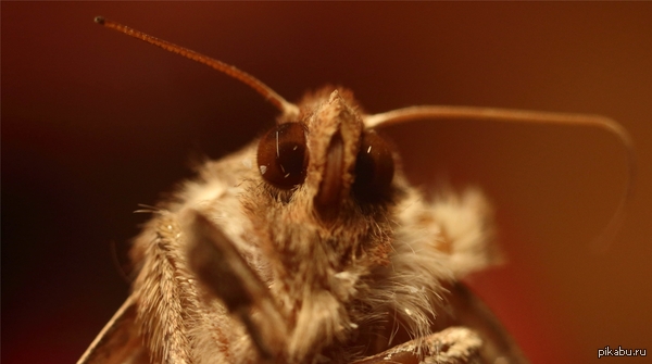 Мотылек. Макро