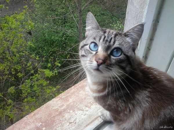 ���. ������ ��� ���)