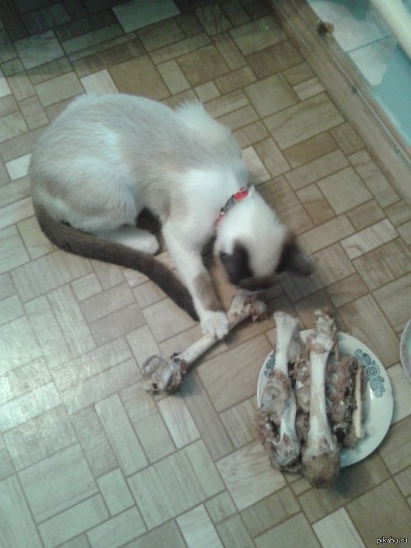 Кормлю кота.