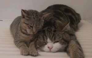 Кошка Целует Кота Картинки
