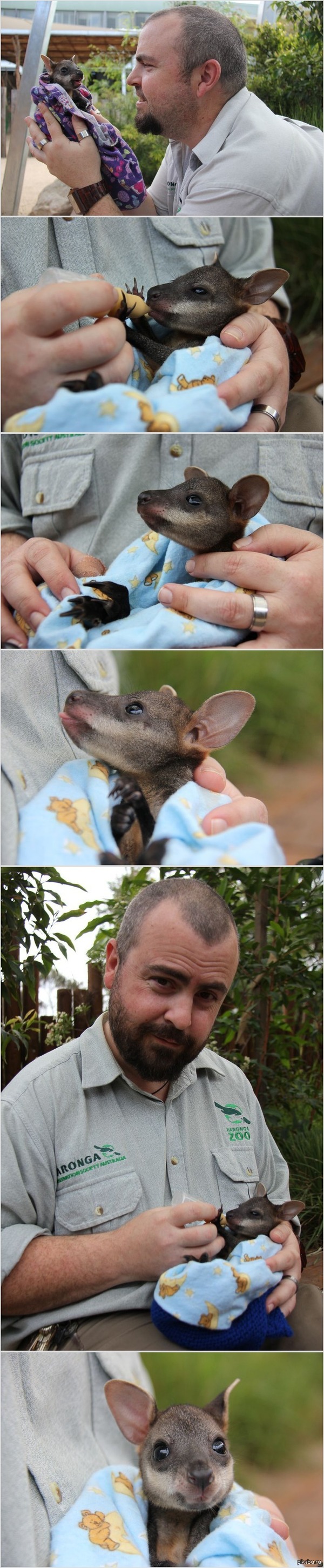 У кенгуренка валлаби появилась "приёмная мама" =)