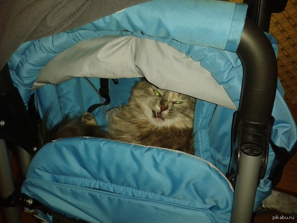 Разбудил кошку