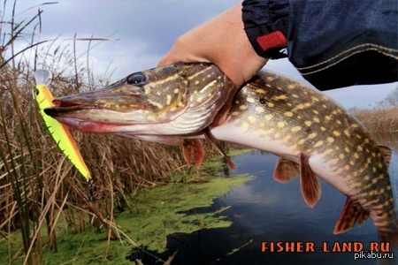               :   ,   http://www.fisher-land.ru/tips_ofisher/836-jigging-spinning-and-habits-fish.html