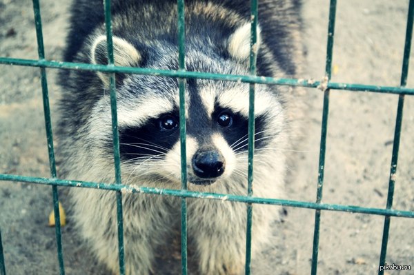 ��� ����� ���������� �������