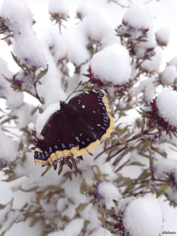 ������� � ����������