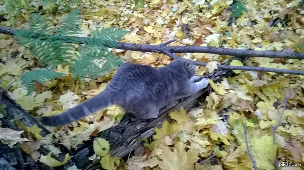 Хех, вывел кота в лес ;D