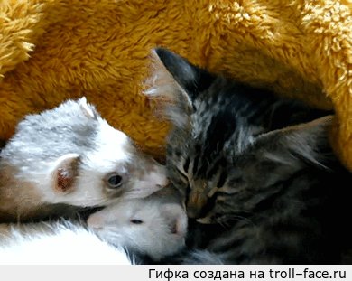 Чуть не проглотил