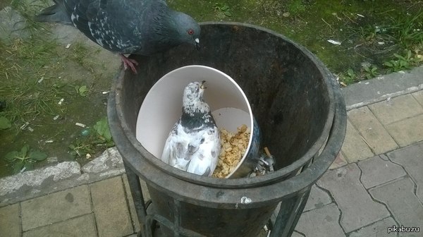 ������ �������������