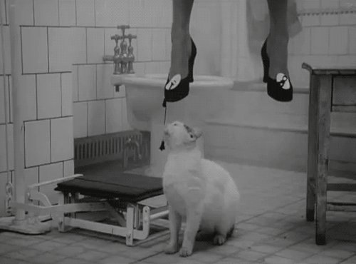 Котиков в Свежее