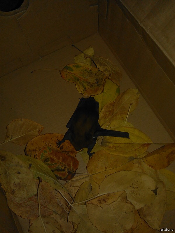 Помогите спасти летучую мышь