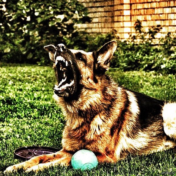 Надоели котики и милые мининедопесики. Настоящим собачникам посвящается!