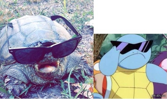 Черепаха в очках картинка. Черепаха в очках. Черепах в очках. Черепаха с очками. Крутая черепашка в очках.