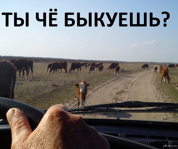 Инжавинские телята настолько суровы...