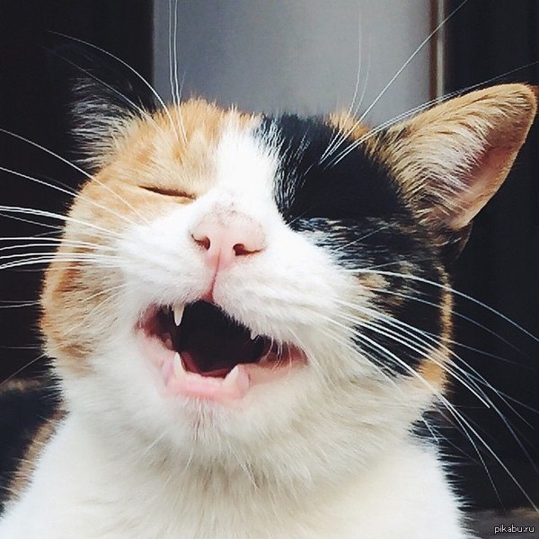 Просто смеющийся котейка