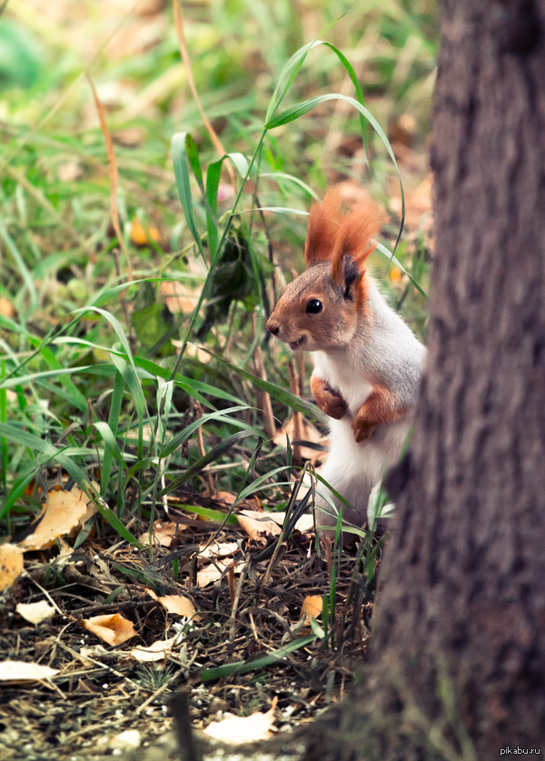 ������� � ������� �����������