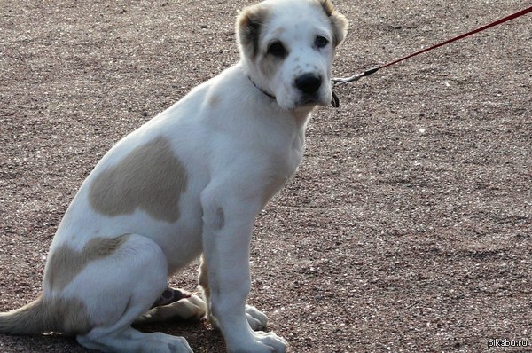 Любимый пес. Нам 3 месяца)