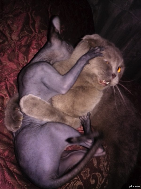 Брат купил сфинкса... думаю они подружатся :D