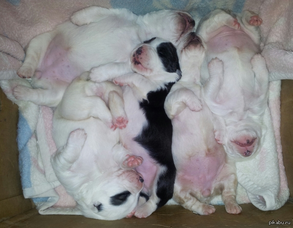 ����� ����� � ������� )