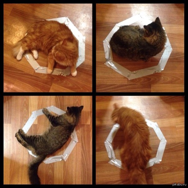 Работает сразу на двух котах!!!