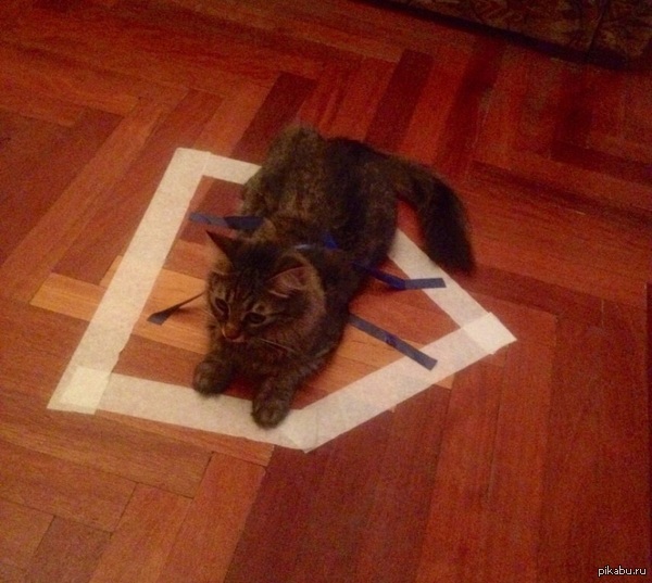 Моя котейка