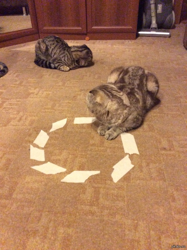 Мои коты тоже поломаные