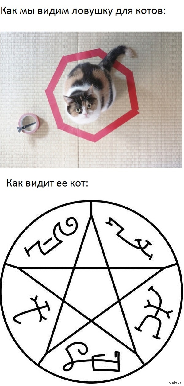 Ловушка для котов