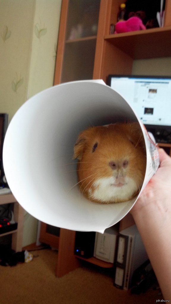 Морская свинка Новые приключения грызуна "Пирожка"