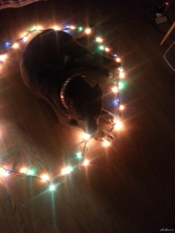 Ловушка для кота, dog version