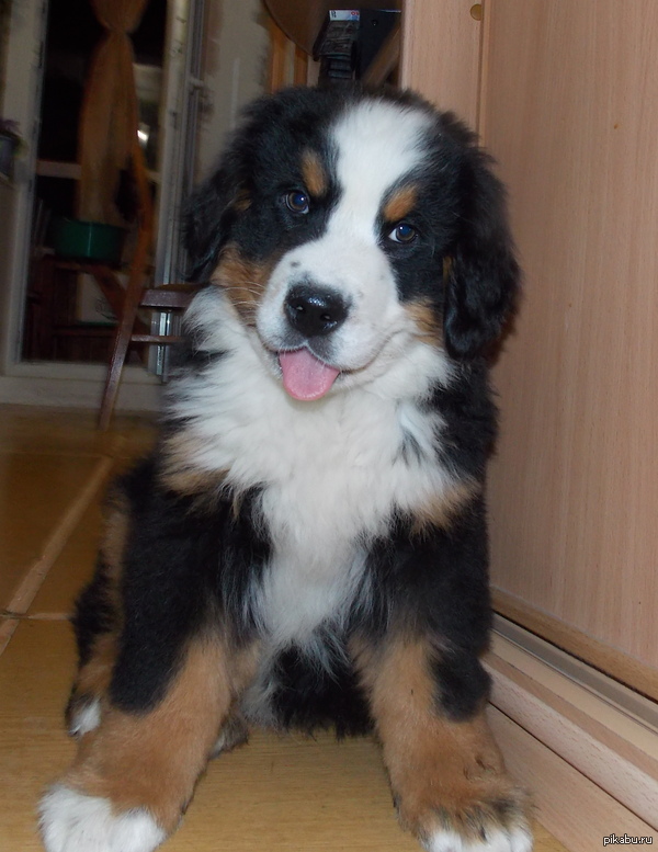 Завел себе песикотика!