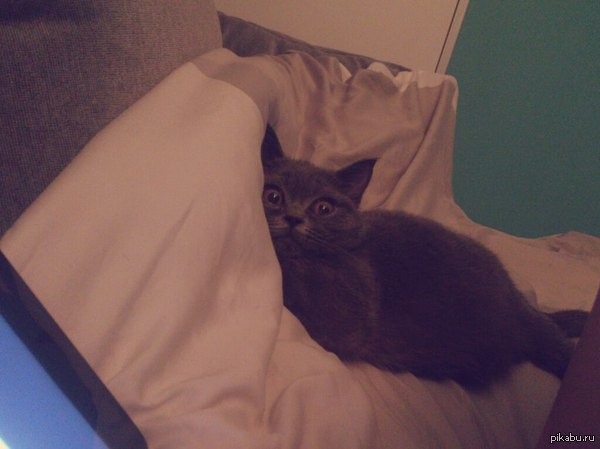 Просто кошка моей подруги