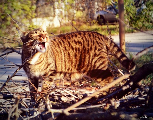 ��� ����