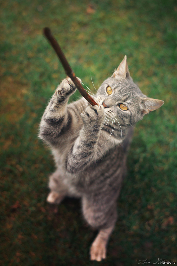 playing the flute) - cat, Stick